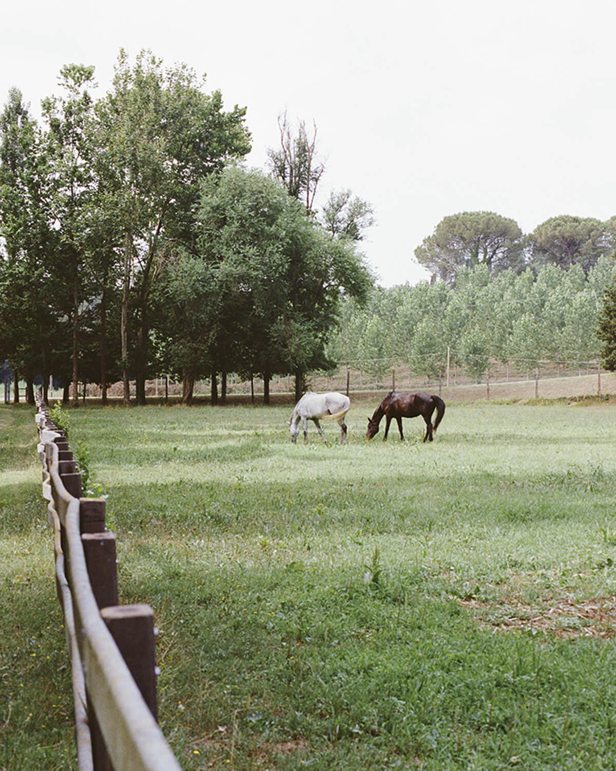 Who Are the Butteri? A History of Maremma's Cowboys